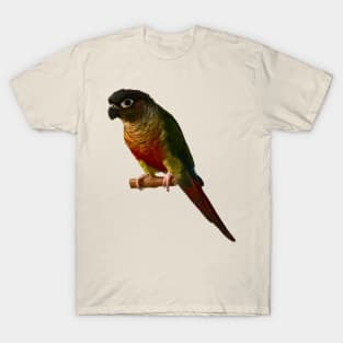 Green Cheek Conure Parrot Bird design, Love for birds T-Shirt